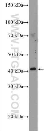 C10orf46 Antibody in Western Blot (WB)
