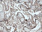 RBCK1 Antibody in Immunohistochemistry (Paraffin) (IHC (P))