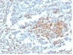 GC Vitamin D Binding Protein Antibody in Immunohistochemistry (Paraffin) (IHC (P))