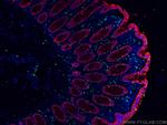 pan-keratin Antibody in Immunohistochemistry (PFA fixed) (IHC (PFA))