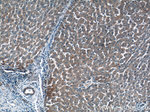 VEGF Receptor 2 Antibody in Immunohistochemistry (Paraffin) (IHC (P))