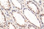 C6orf150 Antibody in Immunohistochemistry (Paraffin) (IHC (P))