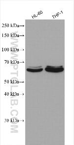 C6orf150 Antibody in Western Blot (WB)