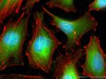 BAG6 Antibody in Immunocytochemistry (ICC/IF)