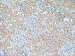 BAG6 Antibody in Immunohistochemistry (Paraffin) (IHC (P))