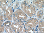 BAG6 Antibody in Immunohistochemistry (Paraffin) (IHC (P))