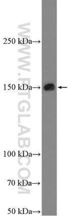 BAG6 Antibody in Western Blot (WB)