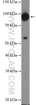 ENAH Antibody in Western Blot (WB)