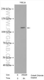 EPAS1 Antibody in Western Blot (WB)