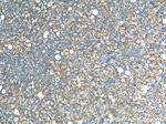 LHCGR Antibody in Immunohistochemistry (Paraffin) (IHC (P))