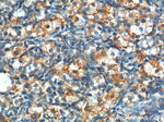 LHCGR Antibody in Immunohistochemistry (Paraffin) (IHC (P))