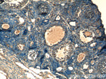 LHCGR Antibody in Immunohistochemistry (Paraffin) (IHC (P))