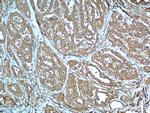 LHCGR Antibody in Immunohistochemistry (Paraffin) (IHC (P))