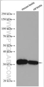 Enkurin Antibody in Western Blot (WB)