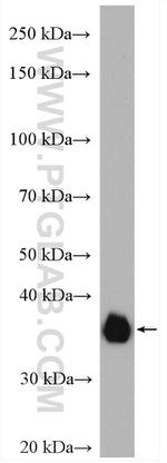 SFRP1 Antibody in Western Blot (WB)