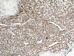 OTC Antibody in Immunohistochemistry (Paraffin) (IHC (P))