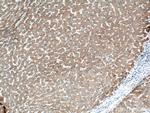 OTC Antibody in Immunohistochemistry (Paraffin) (IHC (P))