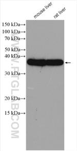 OTC Antibody in Western Blot (WB)