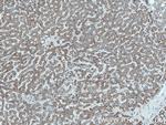 SLC2A9 Antibody in Immunohistochemistry (Paraffin) (IHC (P))