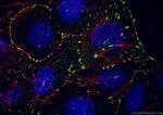 Vinculin Antibody in Immunocytochemistry (ICC/IF)