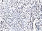 Vinculin Antibody in Immunohistochemistry (Paraffin) (IHC (P))