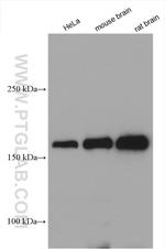 CLTC Antibody in Western Blot (WB)