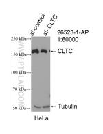 CLTC Antibody in Western Blot (WB)