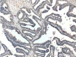 KLK4 Antibody in Immunohistochemistry (Paraffin) (IHC (P))