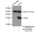 KLK4 Antibody in Immunoprecipitation (IP)