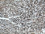 Phospholipase C beta 1 Antibody in Immunohistochemistry (Paraffin) (IHC (P))