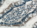 FGF9 Antibody in Immunohistochemistry (Paraffin) (IHC (P))