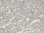 FGF9 Antibody in Immunohistochemistry (Paraffin) (IHC (P))