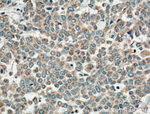 FGF9 Antibody in Immunohistochemistry (Paraffin) (IHC (P))