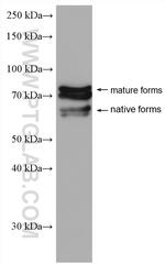 OAT1 Antibody in Western Blot (WB)