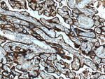 CD55 Antibody in Immunohistochemistry (Paraffin) (IHC (P))