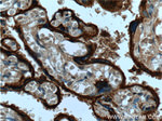 CD55 Antibody in Immunohistochemistry (Paraffin) (IHC (P))