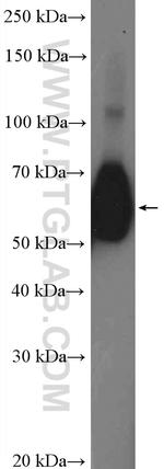 CD55 Antibody in Western Blot (WB)