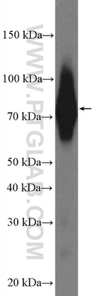 CD55 Antibody in Western Blot (WB)