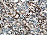 SCF Antibody in Immunohistochemistry (Paraffin) (IHC (P))