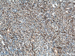 SCF Antibody in Immunohistochemistry (Paraffin) (IHC (P))