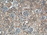 SCF Antibody in Immunohistochemistry (Paraffin) (IHC (P))