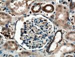 SCF Antibody in Immunohistochemistry (Paraffin) (IHC (P))