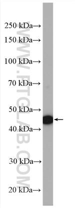 SCF Antibody in Western Blot (WB)