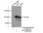 LIG3 Antibody in Immunoprecipitation (IP)