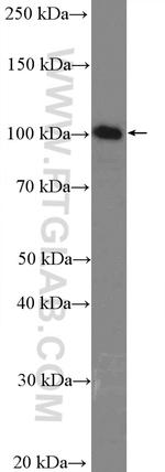 LIG3 Antibody in Western Blot (WB)