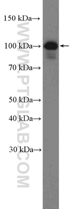 LIG3 Antibody in Western Blot (WB)