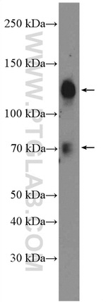 SP3 Antibody in Western Blot (WB)