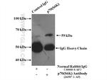 p70(S6K) Antibody in Immunoprecipitation (IP)