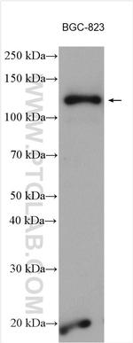 KCC4/SLC12A7 Antibody in Western Blot (WB)