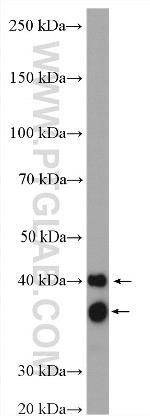 Cardiac Troponin T Antibody in Western Blot (WB)